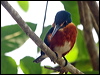 am_pygmy_kingfisher_206093