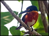 am_pygmy_kingfisher_206097