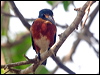 am_pygmy_kingfisher_206105
