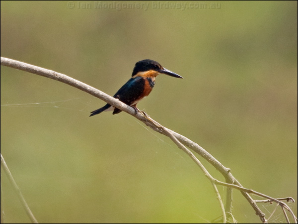 American Pygmy Kingfisher am_pygmy_kingfisher_206008.psd