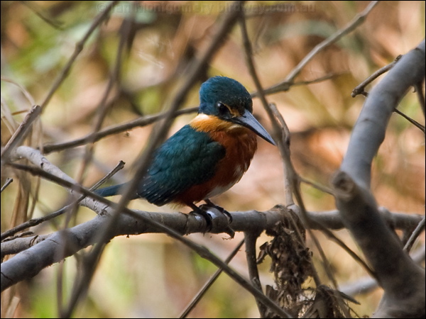 American Pygmy Kingfisher am_pygmy_kingfisher_206055.psd