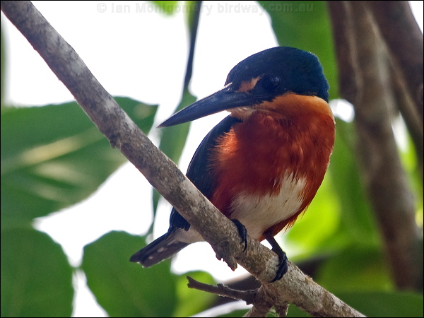 American Pygmy Kingfisher am_pygmy_kingfisher_206097.psd