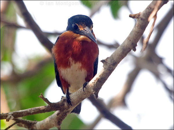 American Pygmy Kingfisher am_pygmy_kingfisher_206105.psd