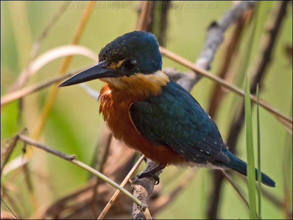 American Pygmy Kingfisher am_pygmy_kingfisher_206120.psd