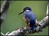 azure_kingfisher_151096
