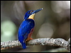 azure_kingfisher_168792
