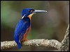 azure_kingfisher_168802