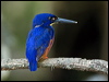 Click here to enter gallery and see photos/pictures/images of Azure Kingfisher