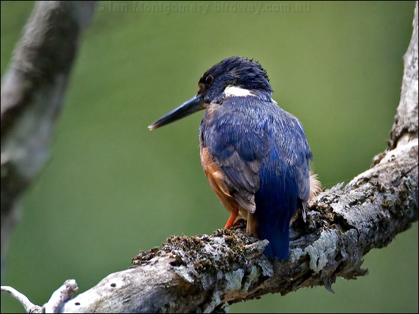 Azure Kingfisher azure_kingfisher_151096.psd