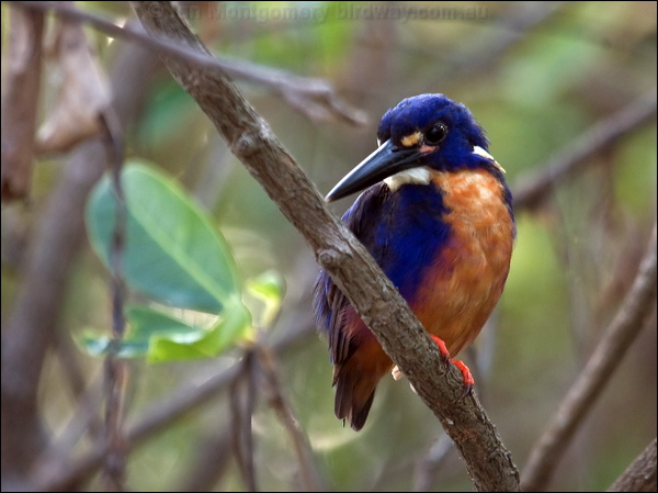 Azure Kingfisher azure_kingfisher_91847.psd