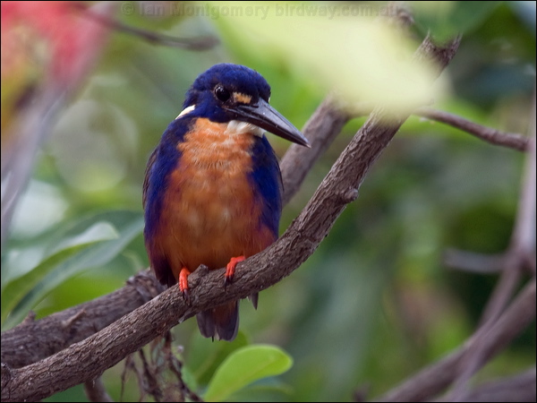 Azure Kingfisher azure_kingfisher_91858.psd