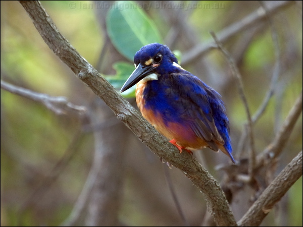 Azure Kingfisher azure_kingfisher_91861.psd
