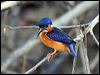 blue_ear_kingfisher_48924