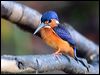 blue_ear_kingfisher_48937