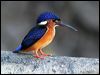 blue_ear_kingfisher_48949