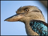 bluewing_kookaburra_180012