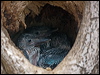 bluewing_kookaburra_180251