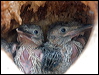 bluewing_kookaburra_180297
