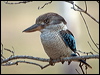 bluewing_kookaburra_182723