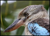 Click here to enter gallery and see photos/pictures/images of Blue-winged Kookaburra