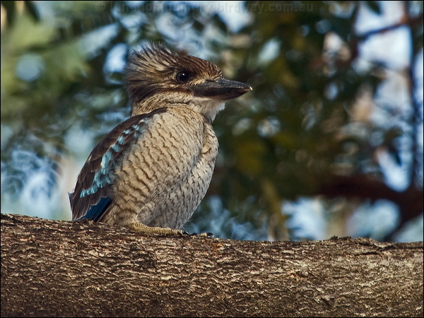 Blue-winged Kookaburra bluewing_kookaburra_156138.psd