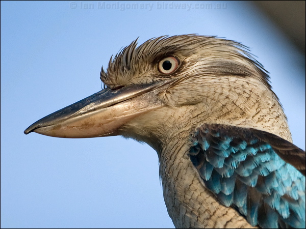 Blue-winged Kookaburra bluewing_kookaburra_180012.psd