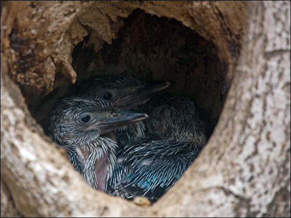 Blue-winged Kookaburra bluewing_kookaburra_180251.psd