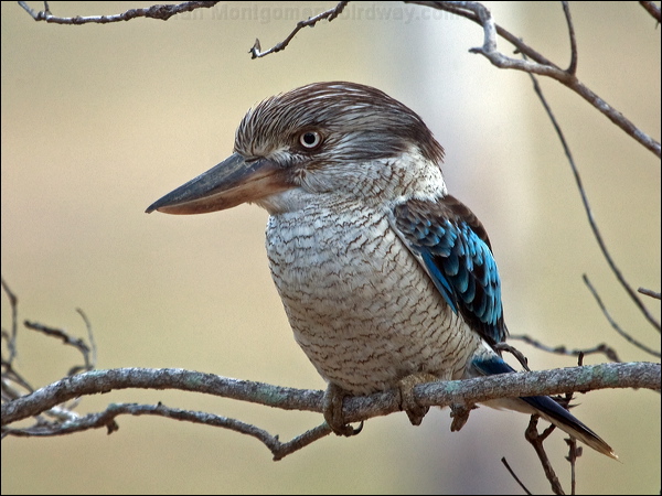 Blue-winged Kookaburra bluewing_kookaburra_182723.psd