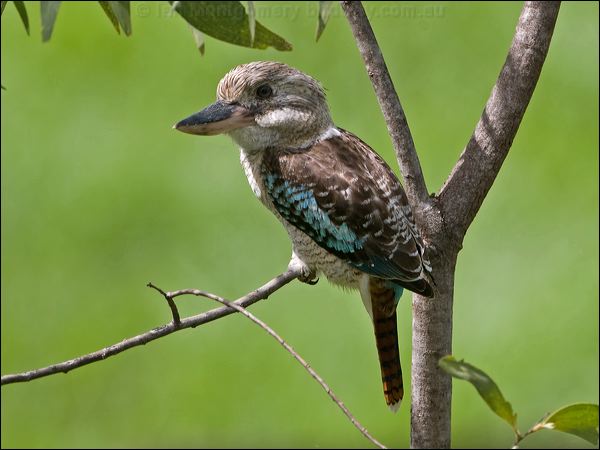 Blue-winged Kookaburra bluewing_kookaburra_98750.psd