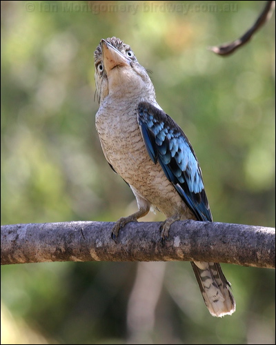 Blue-winged Kookaburra bluewingedkookaburra_11547.jpg
