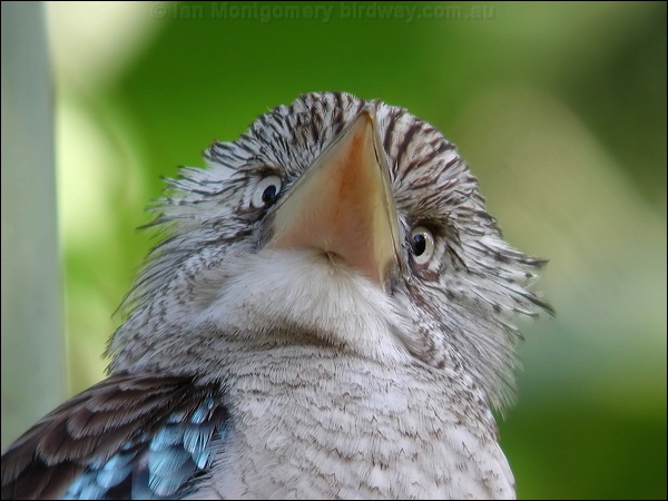 Blue-winged Kookaburra bluewingedkookaburra_20472.jpg