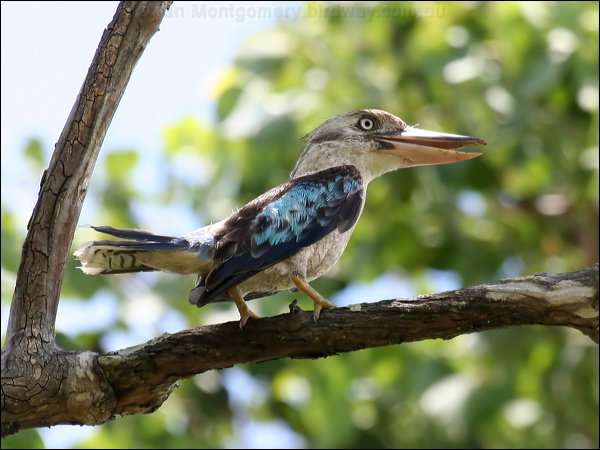 Blue-winged Kookaburra bluewingedkookaburra_61485.jpg