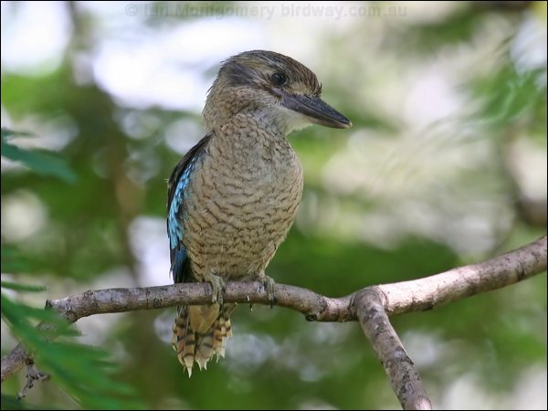 Blue-winged Kookaburra bluewingedkookaburra_62800.jpg