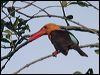 brownwingkingfisher_56519