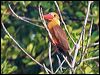 brownwingkingfisher_56541