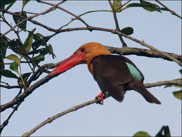 Brown-winged Kingfisher brownwingkingfisher_56519.psd