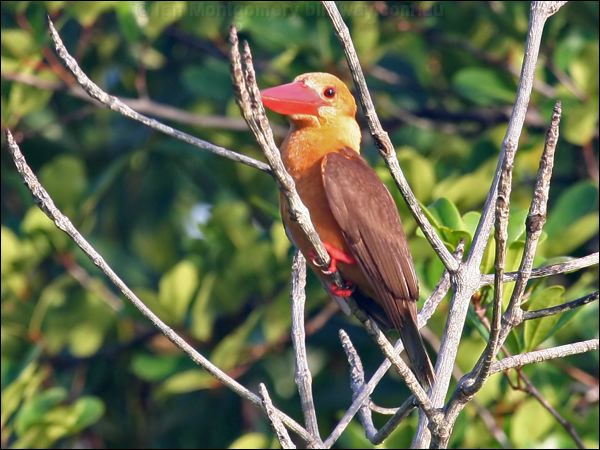 Brown-winged Kingfisher brownwingkingfisher_56541.psd