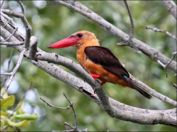 Brown-winged Kingfisher brownwingkingfisher_56698.psd