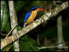 bb_par_kingfisher_168968