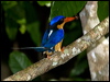 bb_par_kingfisher_168972