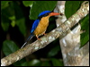 bb_par_kingfisher_168977