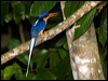 bb_par_kingfisher_168978