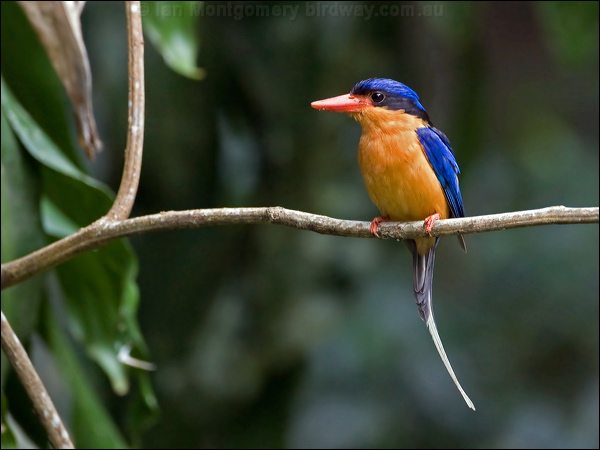 Buff-breasted Paradise-Kingfisher buffbr_p_kingfisher_129331.psd