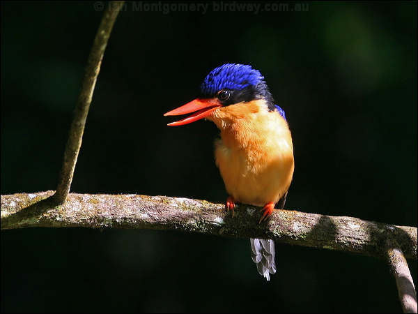 Buff-breasted Paradise-Kingfisher buffbr_p_kingfisher_61949.jpg
