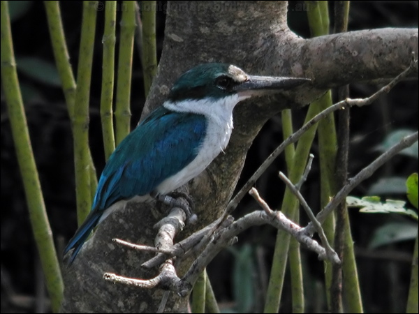 Collared* Kingfisher collared_kingfisher_06228.psd