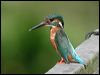 Click here to enter gallery and see photos/pictures/images of Common Kingfisher