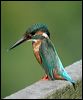 common_kingfisher_06130