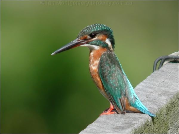 Common Kingfisher common_kingfisher_06128.psd