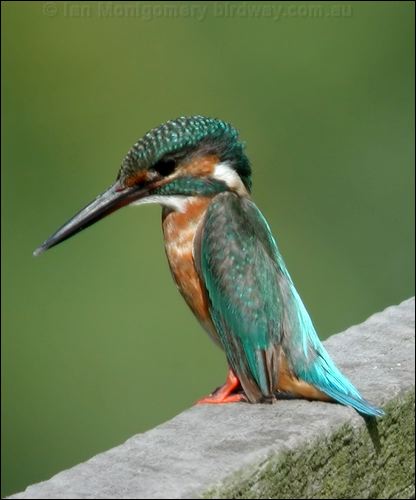 Common Kingfisher common_kingfisher_06130.psd