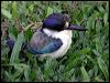 forest_kingfisher_09966
